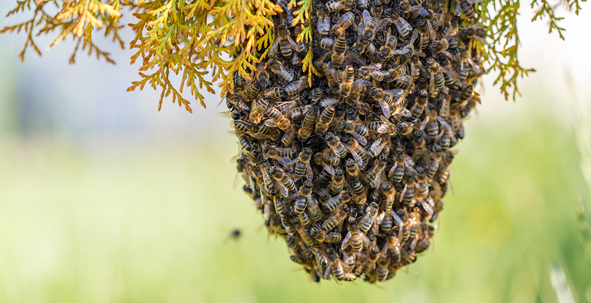 Blog Bees Apr 26