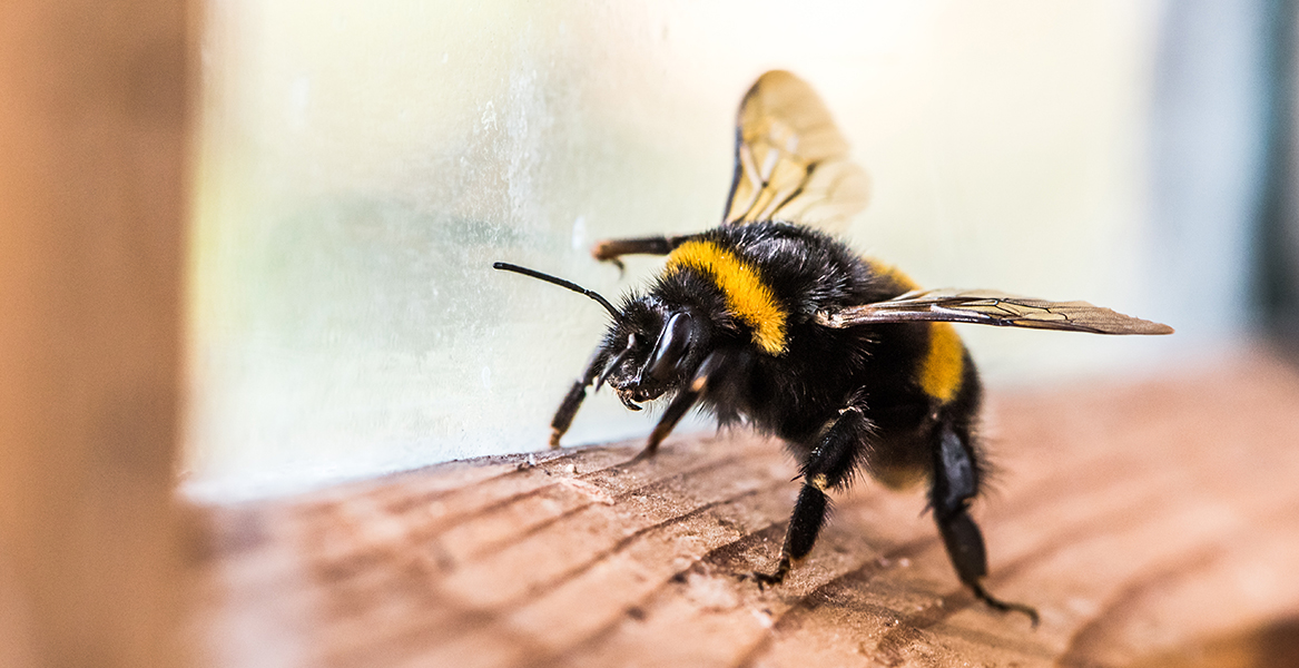 Bumble Bee