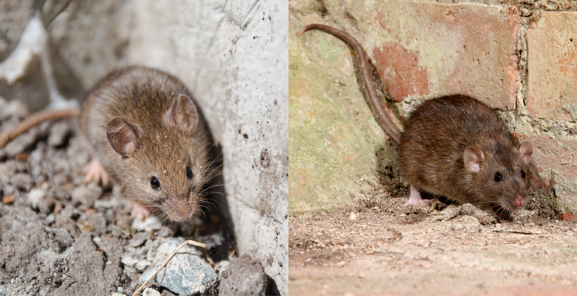 Mouse and rat - Scotland's Glue Trap Ban